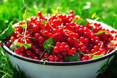 Harvesting berries. ripe red currants in a metal bowl on a background of green grass. local farming