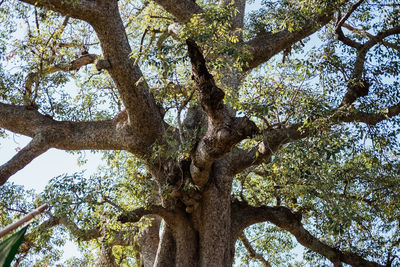 Low angle view of tree against sky