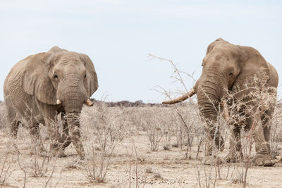 Two elephants in the wild