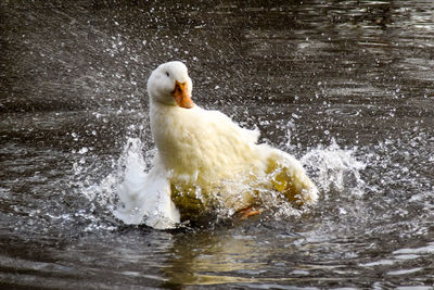 Close-up of swan swimming in lake