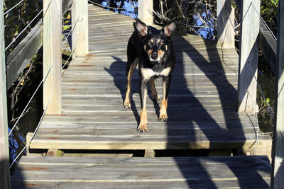 Portrait of dog on staircase