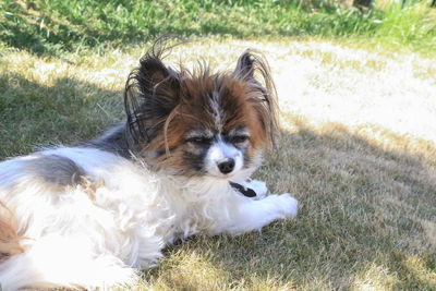 Portrait of dog relaxing on field