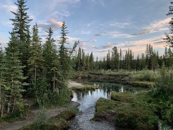 Scenic view of forest against sky
