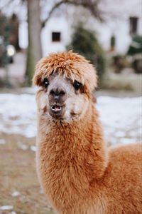 Portrait of a dog on snowy field