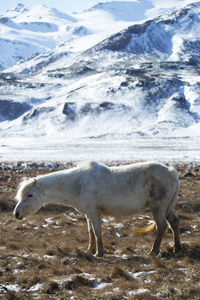 Portrait of a white icelandic horse in front of snowy mountains