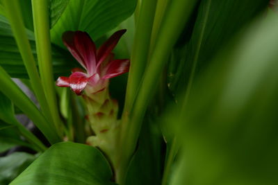 Close-up of red flowering plant