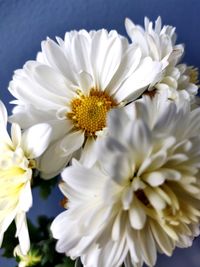 Close-up of white daisy flowers