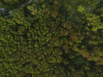 Full frame shot of fresh green tree