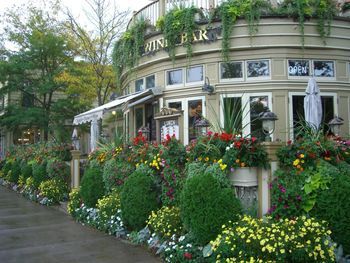 Potted plants growing on tree