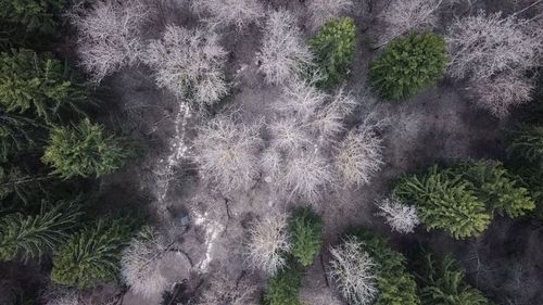 High angle view of trees on field during winter