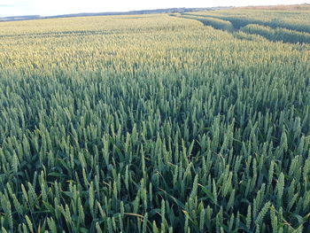 Crops growing on field