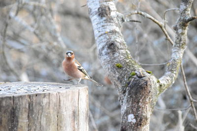 Bird perching on a tree