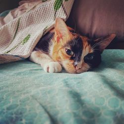 Portrait of kitten relaxing on bed