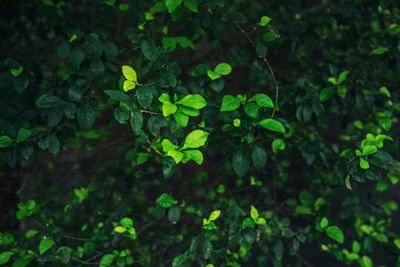 High angle view of plant