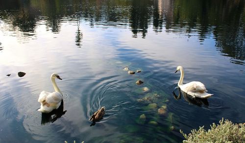 Ducks swimming in lake