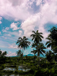 Low angle view of coconut palm trees against sky
