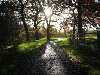 Road amidst trees in forest