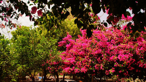 Pink flowers on tree