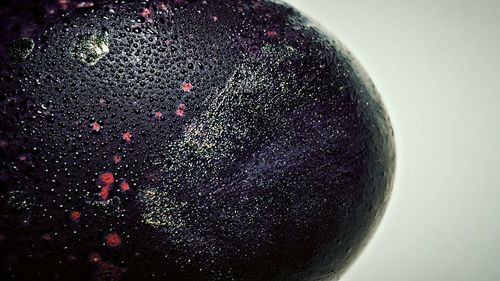 Close-up of plant