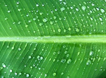 Full frame shot of wet grass