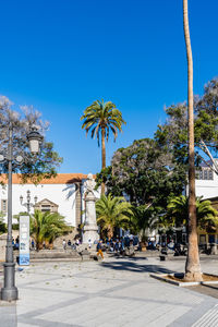 palm tree