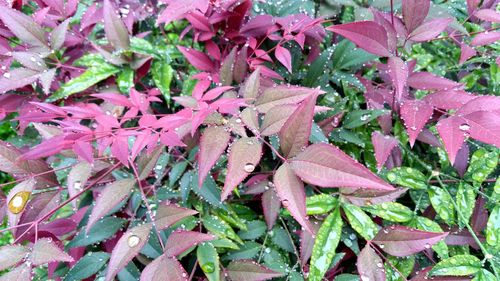 Full frame shot of wet pink plant