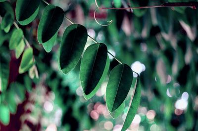 Close-up of fresh green leaves on plant