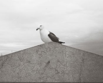 Low angle view of seagull perching on wall