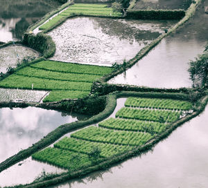 High angle view of agricultural field