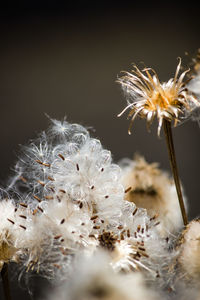 Close-up of wilted dandelion flower