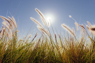 Close-up of stalks in field against sky
