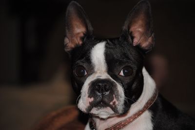 Portrait of a dog