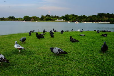 Flock of birds on the lake