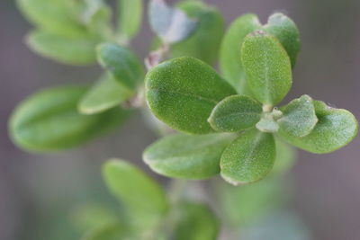 Close-up of plant