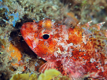 Close-up of fish underwater