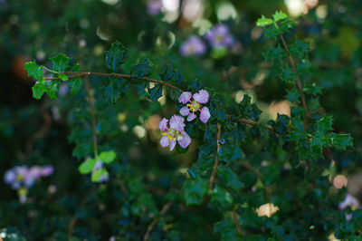 Close-up of purple flowering plant