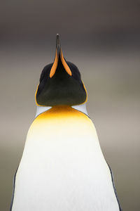 Close-up of bird