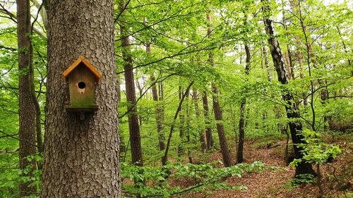 Low angle view of birdhouse on trees in forest