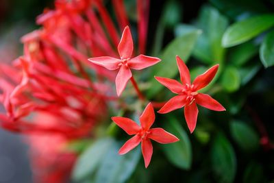 Close-up of red flowering plant