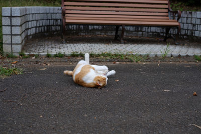 View of a cat resting on bench