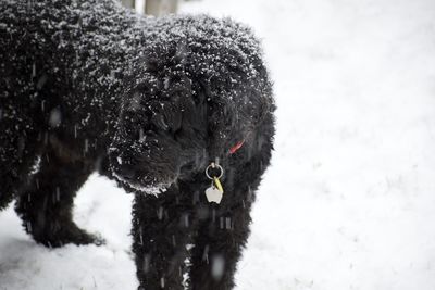 Dog on snow covered landscape