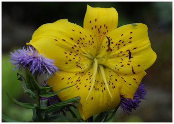 Close-up of yellow flowers