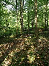 Trees growing in forest