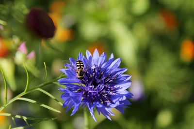 Close-up of honey bee on purple flowering plant