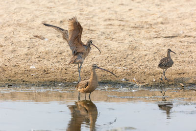 Long-billed curlews on beach