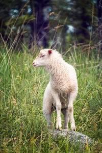 Sheep in a field