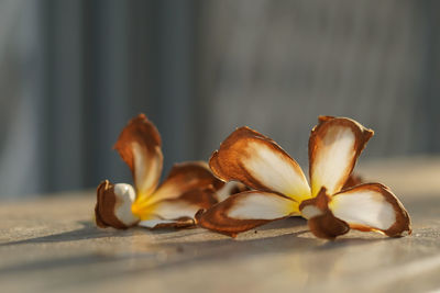 Close-up of flowering plant on table