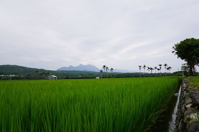 Scenic view of green farm against sky at dusk