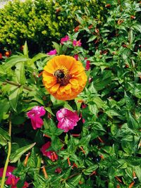 High angle view of bee on yellow flower