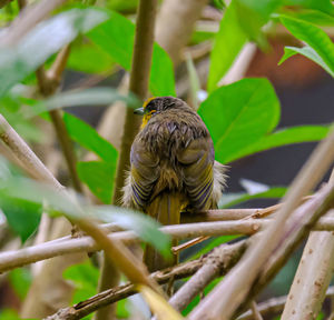 Bird perching on a branch